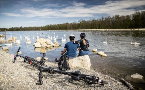 Fahrradfahren Landkreis Neu-Ulm Paar Tourismus Freizeit Urlaub Donau Ufer Fluss Schwäne